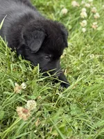 Blue male, a male German Shepherd Dog for sale in Otis Orchards, WA – 9 of 10