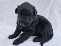 Black Long coat female 2, a female German Shepherd Dog for sale in Otis Orchards, WA – 2 of 3