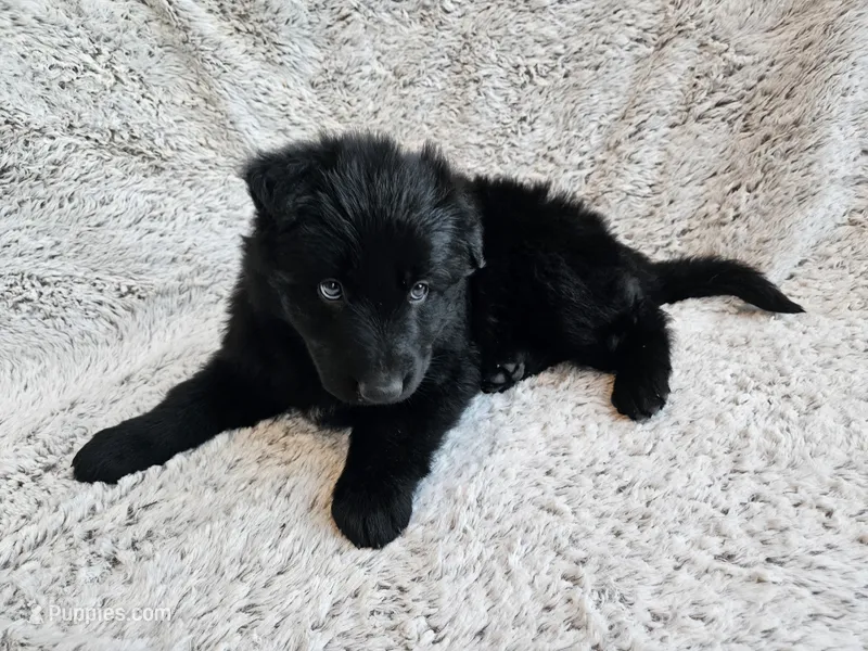 Black long coat female 3 – German Shepherd Dog puppy for sale in Otis Orchards, WA
