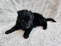 Freya Black long coat female 3, a female German Shepherd Dog for sale in Otis Orchards, WA – 4 of 7
