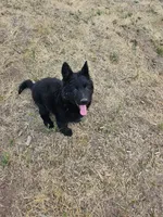Freya Black long coat female 3, a female German Shepherd Dog for sale in Otis Orchards, WA – 2 of 7