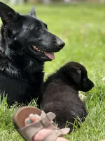 Red male, a male German Shepherd Dog for sale in Otis Orchards, WA – 3 of 10