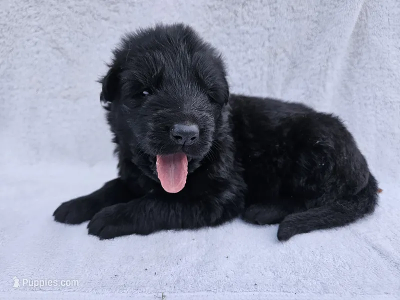 Black long coat girl 4 DDR type, a female German Shepherd Dog for sale in Otis Orchards, WA – 1 of 5