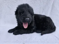 Black long coat girl 4 DDR type, a female German Shepherd Dog for sale in Otis Orchards, WA – 1 of 5