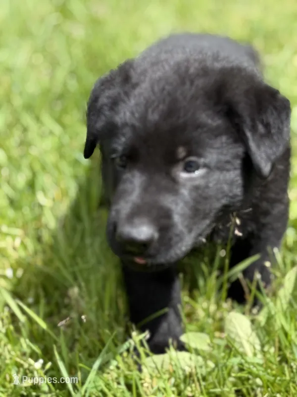 Yellow male – German Shepherd Dog puppy for sale in Otis Orchards, WA