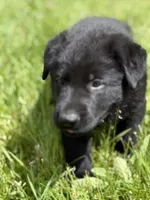 Yellow male, a male German Shepherd Dog for sale in Otis Orchards, WA – 1 of 10