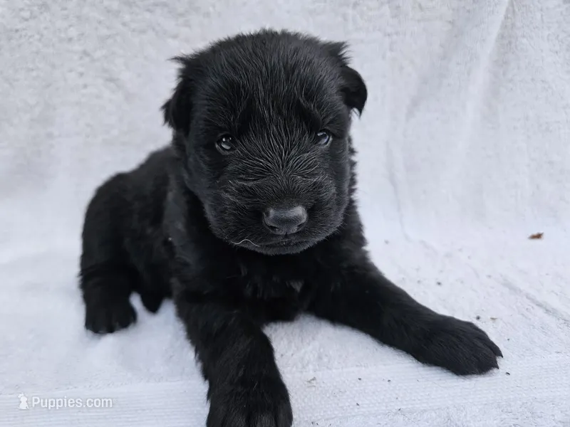 Black long coat girl 1 – German Shepherd Dog puppy for sale in Otis Orchards, WA