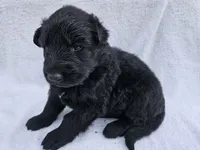 Black Long coat female 2, a female German Shepherd Dog for sale in Otis Orchards, WA – 3 of 3