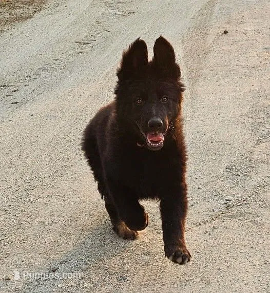 Brielle Black Long coat female 2 – German Shepherd Dog puppy for sale in Otis Orchards, WA