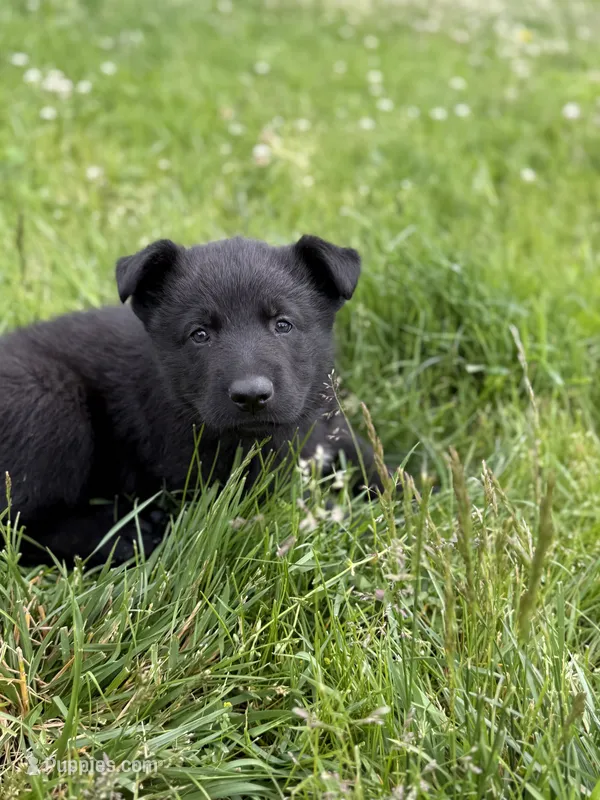 Orange male – German Shepherd Dog puppy for sale in Otis Orchards, WA