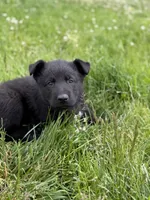 Orange male, a male German Shepherd Dog for sale in Otis Orchards, WA – 1 of 10