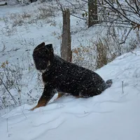 Adira, a female German Shepherd Dog for sale in Otis Orchards, WA – Photo 6 of 8