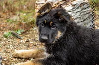 Adira, a female German Shepherd Dog for sale in Otis Orchards, WA – Photo 2 of 8