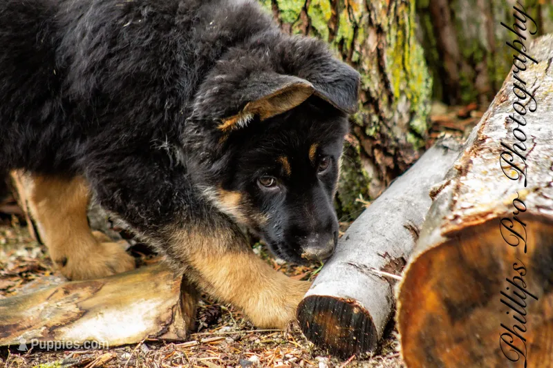 Adira, a female German Shepherd Dog for sale in Otis Orchards, WA – Photo 1 of 8