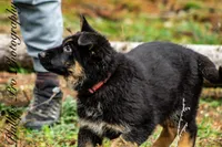 Adira, a female German Shepherd Dog for sale in Otis Orchards, WA – Photo 4 of 8