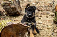 Adira, a female German Shepherd Dog for sale in Otis Orchards, WA – Photo 7 of 8