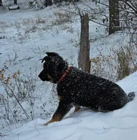 Adira, a female German Shepherd Dog for sale in Otis Orchards, WA – Photo 3 of 8