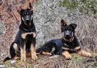 Adira, a female German Shepherd Dog for sale in Otis Orchards, WA – Photo 5 of 8