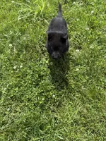 Orange male, a male German Shepherd Dog for sale in Otis Orchards, WA – 7 of 10