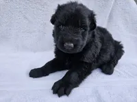 Black long coat female 3, a female German Shepherd Dog for sale in Otis Orchards, WA – 2 of 5