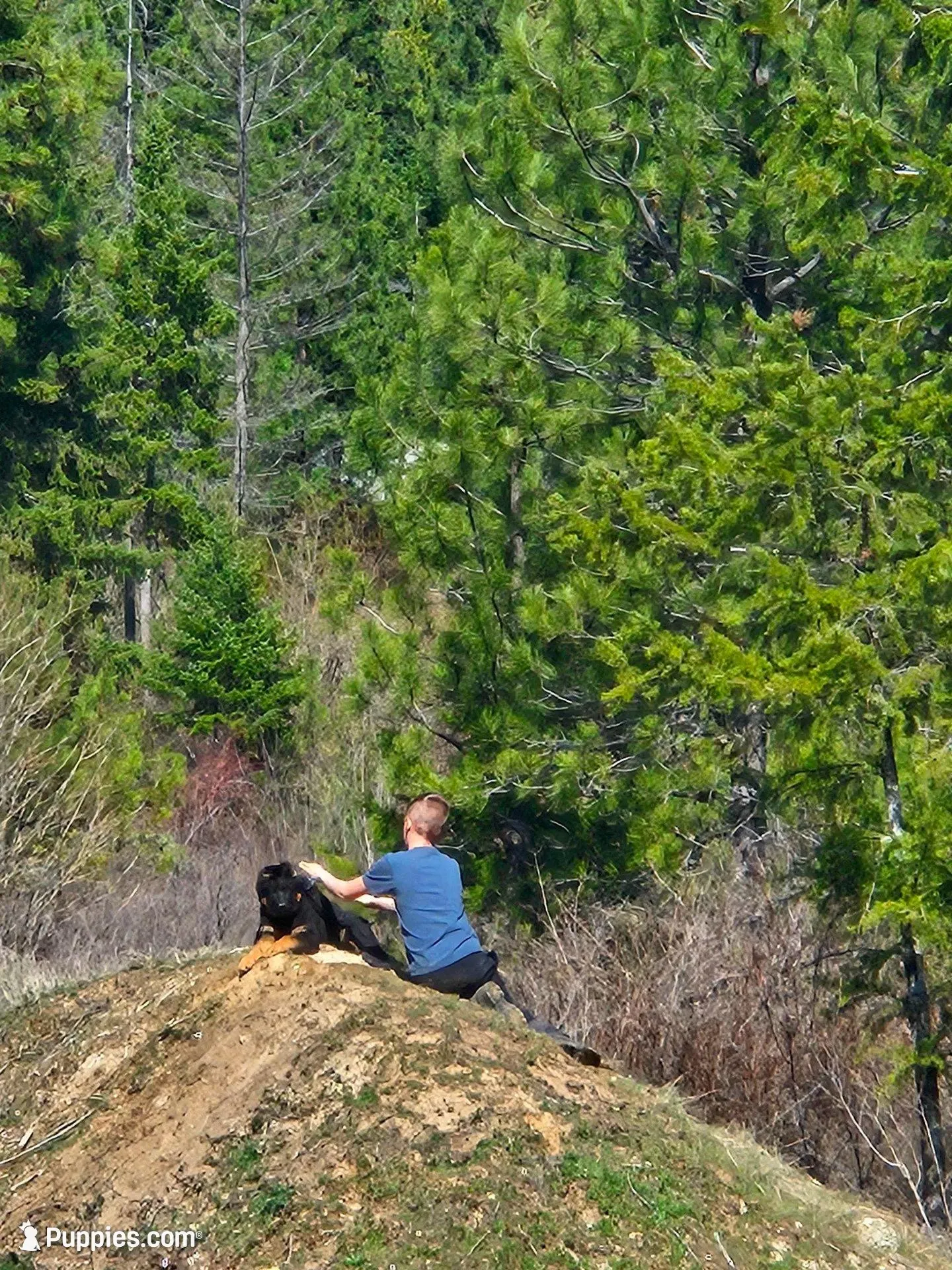 Scarlet Long coat 75%DDR, a female German Shepherd Dog for sale in Otis Orchards, WA – Photo 2 of 6