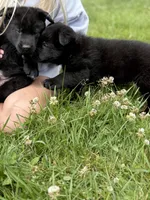 Blue male, a male German Shepherd Dog for sale in Otis Orchards, WA – 5 of 10
