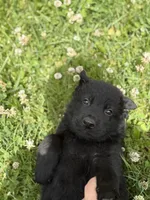 Blue male, a male German Shepherd Dog for sale in Otis Orchards, WA – 2 of 10