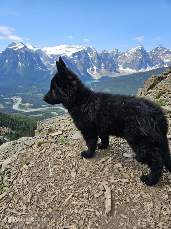 Black long coat female 3 – German Shepherd Dog puppy for sale in Otis Orchards, WA