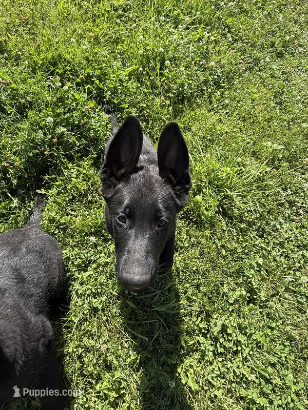 Green male 100% DDR  lineage – German Shepherd Dog puppy for sale in Otis Orchards, WA