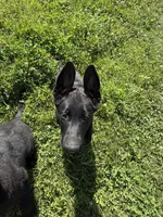 Green male 100% DDR  lineage, a male German Shepherd Dog for sale in Otis Orchards, WA – 1 of 10