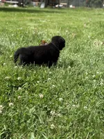 Blue male, a male German Shepherd Dog for sale in Otis Orchards, WA – 4 of 10