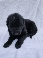 Black long coat girl 4 DDR type, a female German Shepherd Dog for sale in Otis Orchards, WA – 4 of 5