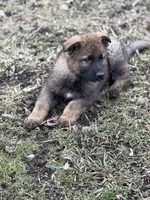 Honey, a female German Shepherd Dog for sale in Otis Orchards, WA – Photo 5 of 8