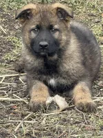 Honey, a female German Shepherd Dog for sale in Otis Orchards, WA – Photo 4 of 8