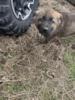 Honey, a female German Shepherd Dog for sale in Otis Orchards, WA – Photo 7 of 8