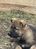 Honey, a female German Shepherd Dog for sale in Otis Orchards, WA – Photo 1 of 8
