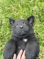 Orange male, a male German Shepherd Dog for sale in Otis Orchards, WA – 2 of 10