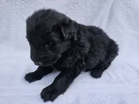Black long coat female 3, a female German Shepherd Dog for sale in Otis Orchards, WA – 4 of 5