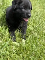 Yellow male, a male German Shepherd Dog for sale in Otis Orchards, WA – 5 of 10