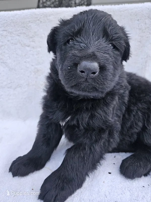 Black Long coat female 2, a female German Shepherd Dog for sale in Otis Orchards, WA – 1 of 3