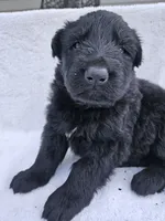 Black Long coat female 2, a female German Shepherd Dog for sale in Otis Orchards, WA – 1 of 3
