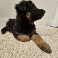 Long coat girl 3 75%DDR, a female German Shepherd Dog for sale in Otis Orchards, WA – Photo 1 of 6