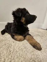 Long coat girl 3 75%DDR, a female German Shepherd Dog for sale in Otis Orchards, WA – Photo 1 of 6