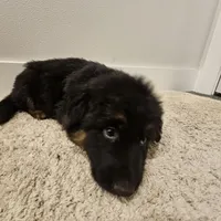 Long coat girl 3 75%DDR, a female German Shepherd Dog for sale in Otis Orchards, WA – Photo 4 of 6