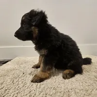 Long coat girl 3 75%DDR, a female German Shepherd Dog for sale in Otis Orchards, WA – Photo 3 of 6