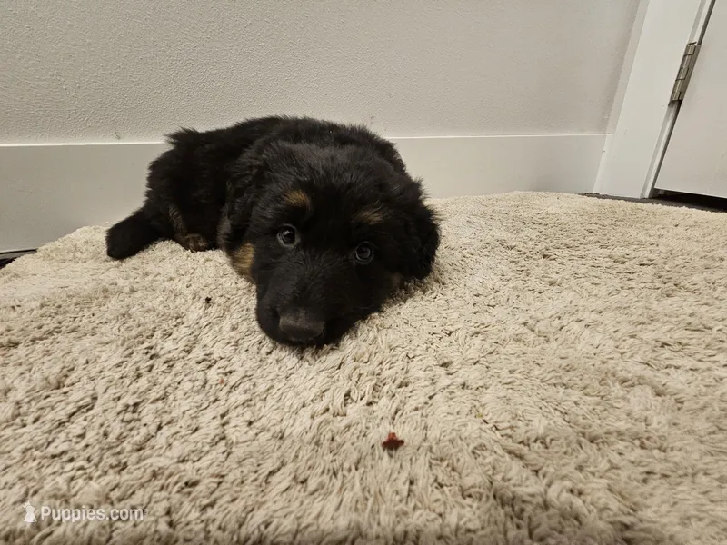 Scarlet Long coat 75%DDR, a female German Shepherd Dog for sale in Otis Orchards, WA – Photo 1 of 6