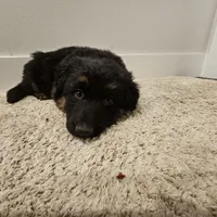 Long coat girl 3 75%DDR, a female German Shepherd Dog for sale in Otis Orchards, WA – Photo 6 of 6