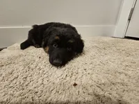 Long coat girl 3 75%DDR, a female German Shepherd Dog for sale in Otis Orchards, WA – Photo 6 of 6