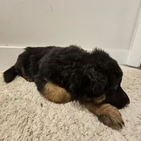 Long coat girl 3 75%DDR, a female German Shepherd Dog for sale in Otis Orchards, WA – Photo 5 of 6