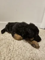 Long coat girl 3 75%DDR, a female German Shepherd Dog for sale in Otis Orchards, WA – Photo 5 of 6